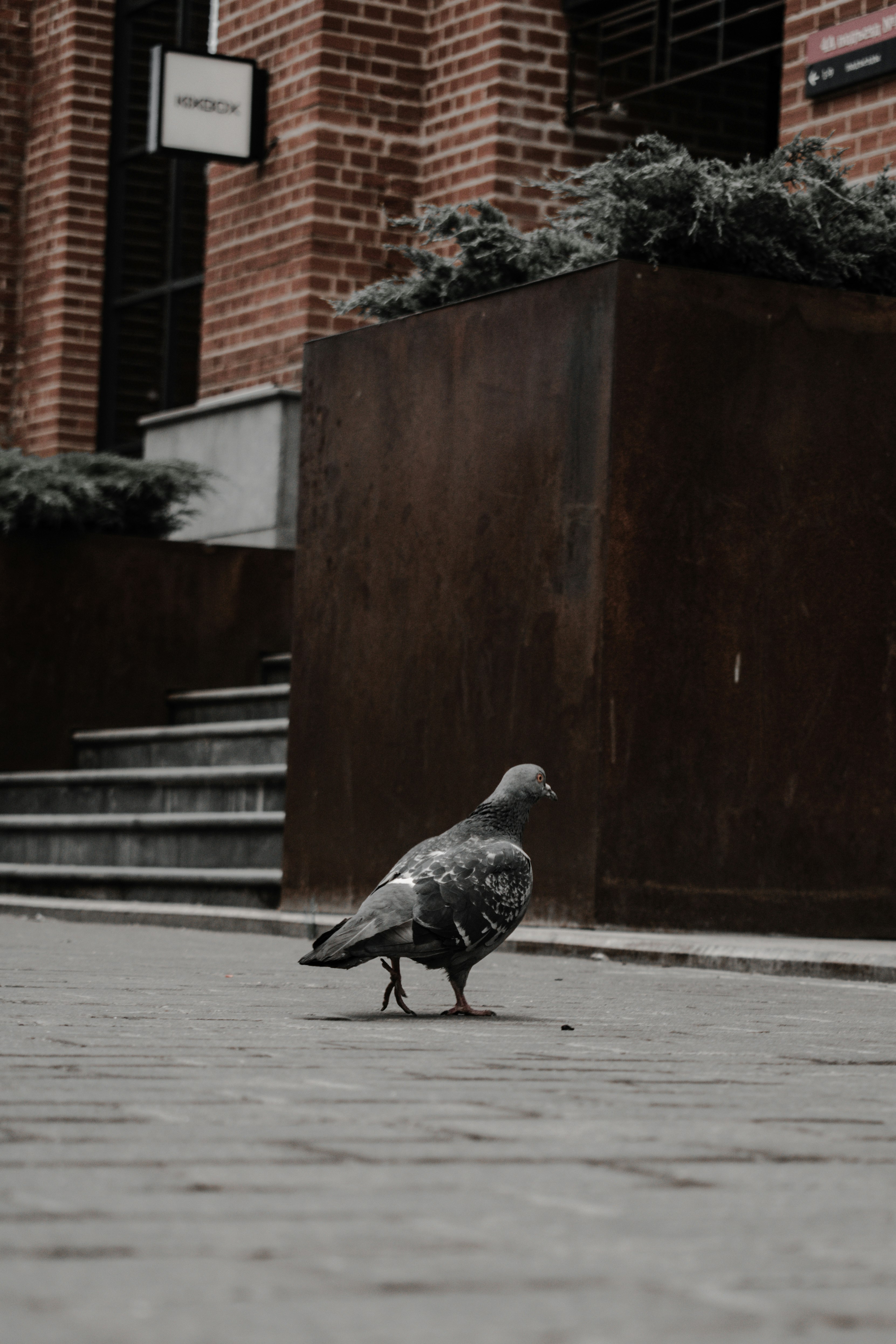 black and white bird on gray concrete floor